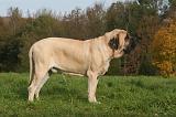 MASTIFF 257